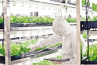 東芝廢棄工廠變身垂直農場 無陽光無土壤的綠色革命與土壤環境治理新篇章